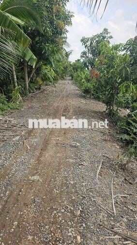 1ty550 triệu cho 1.000m2 đất trồng mai