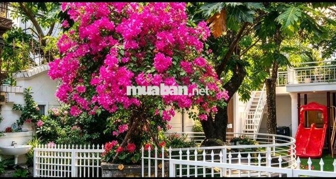 TÔI CẦN BÁN BIỆT THỰ BIỂN MỸ KHÊ ,SƠN TRÀ ,ĐÀ NẴNG 650 M2  ĐẤT