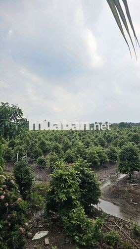 1ty550 triệu cho 1.000m2 đất trồng mai