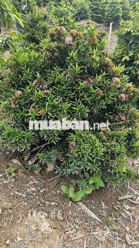 1ty550 triệu cho 1.000m2 đất trồng mai