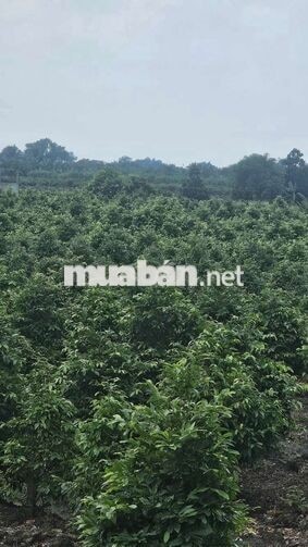 1ty550 triệu cho 1.000m2 đất trồng mai