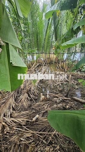 1ty550 triệu cho 1.000m2 đất trồng mai