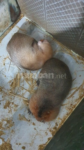 Dúi Má Đào Thái Lan Cho Người Mới Nuôi