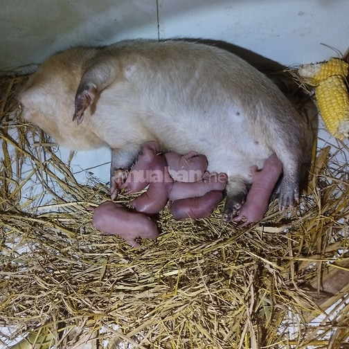 Dúi Má Đào Thái Lan Cho Người Mới Nuôi