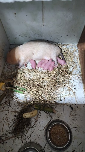 Dúi Má Đào Thái Lan Cho Người Mới Nuôi