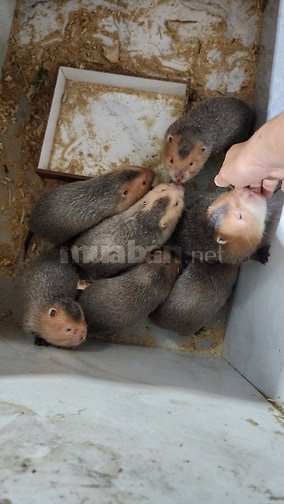 Dúi Má Đào Thái Lan Cho Người Mới Nuôi
