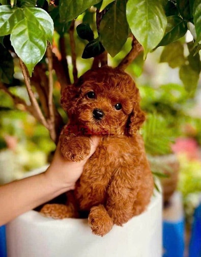 poodle nâu đỏ tiny thuần chủng