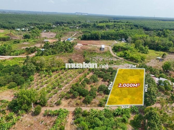 Bán 2 sào vườn Bưởi mặt tiền đường nhựa gần đường 56B, Suối Nghệ