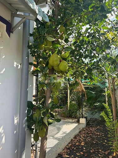 NHÀ VƯỜN NGHỈ DƯỠNG (nhà thích hợp cho nghĩ dưỡng, vườn rộng có cây )