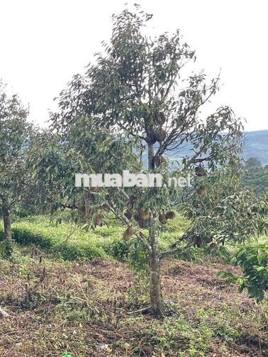 [SĂN MÂY - VIEW SÔNG] 1.686M² ĐẤT TÂN HÀ (LÂM HÀ)