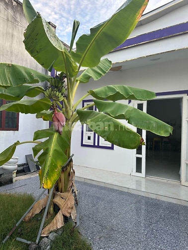 NHÀ VƯỜN NGHỈ DƯỠNG (nhà thích hợp cho nghĩ dưỡng, vườn rộng có cây )