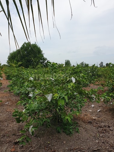 Đất Bến Lức Long An nhà vườn giá tốt