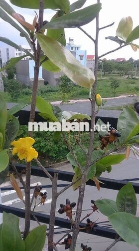 BÁN NHÀ GÓC 2 MẶT TIỀN – KDC VĨNH LỘC B, vị trí kinh doanh thuận lợi