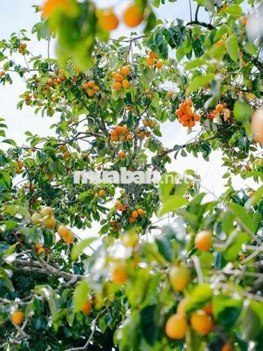 505m2 Đất View đẹp Khe Sanh 3 tỷ 950 triệu