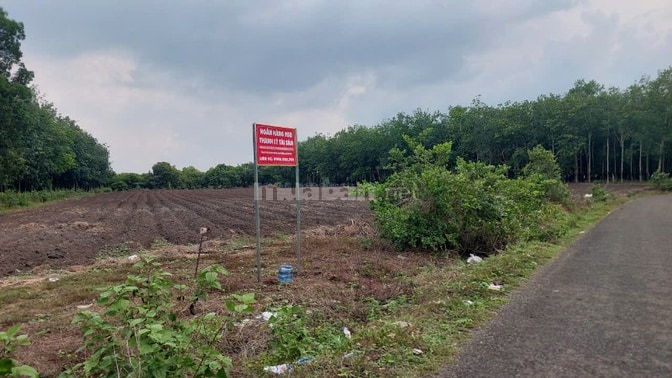 Công ty đấu giá hợp danh Sao Việt 