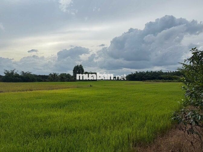 Đất trồng câyy hàng năm, Lồ Ồ, An Tây Bến Cát , Bình Dương
