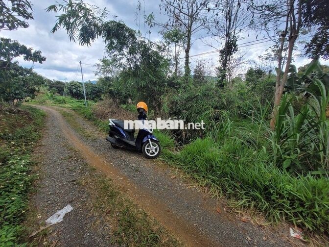 Đất dưỡng già nhưng có việc gấp nên cần chuyển nhượng