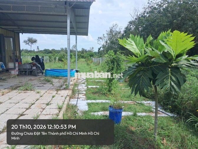 Gia đình có việc cần bán gấp vườn cây, giá chỉ 700.000/m2