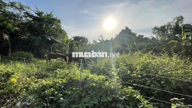 Đất nền thổ cư KDC Sao Mai Bình Khánh