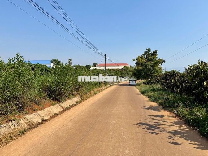 Đất xây nhà vườn tại Phúc Thọ Lâm Đồng | 7m ngang | Giá 379 triệu