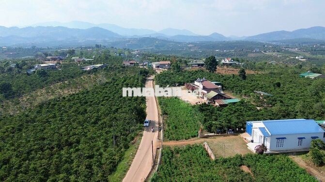 Đất xây nhà vườn tại Phúc Thọ Lâm Đồng | 7m ngang | Giá 379 triệu