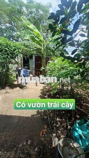 Nhà vườn trái  cây 8*25 có nhà Tôn  Đường Kênh Trung ương Vĩnh Lộc B