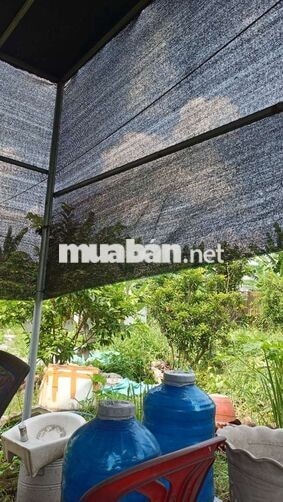 Nhà vườn trái  cây 8*25 có nhà Tôn  Đường Kênh Trung ương Vĩnh Lộc B