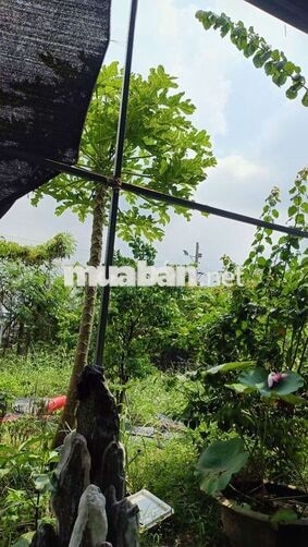 Nhà vườn trái  cây 8*25 có nhà Tôn  Đường Kênh Trung ương Vĩnh Lộc B
