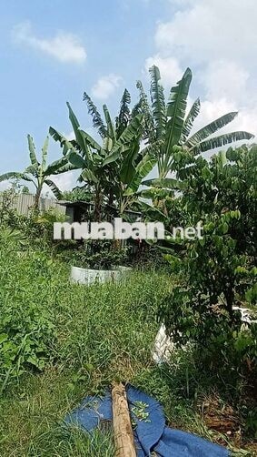 Nhà Vườn  400m Nhà + Điện 3 pha  Đường Kênh trung ương  Vĩnh Lộc BV