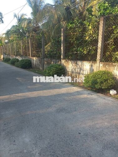 Bán đất 500m2 cây lâu năm đường trạm bơm châu thành tiền giang