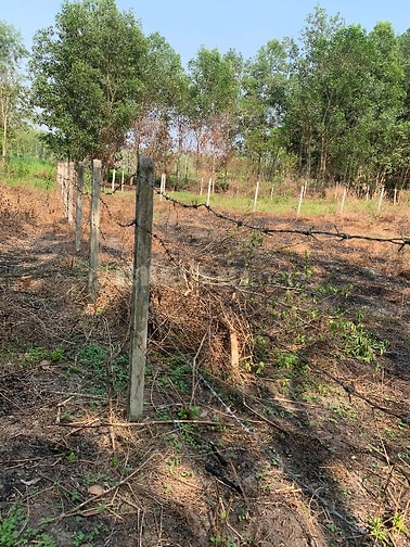 Bán lô đất trồng cây lâu năm giáp khu dân cư làm nhà vườn trồng cây nu