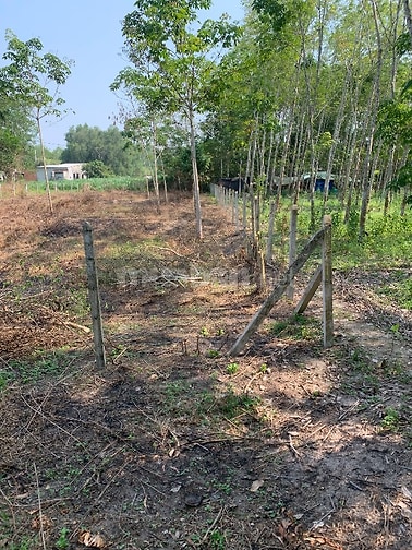 Bán lô đất trồng cây lâu năm giáp khu dân cư làm nhà vườn trồng cây nu