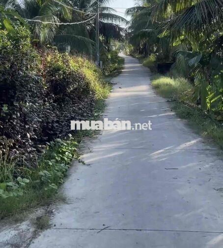 Bán đất trồng sầu riêng xã Long Định cũ