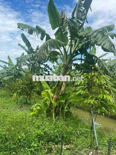 Bán đất trồng sầu riêng xã Long Định cũ