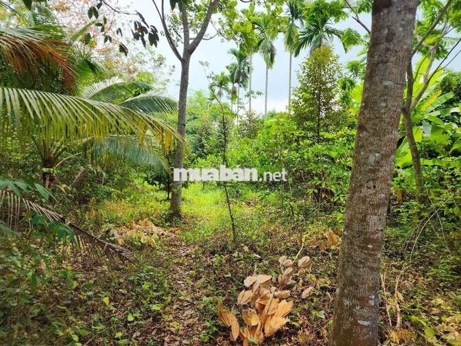 Mảnh vườn trong mơ 2 mặt tiền giáp suối Hố Bò, xã Phú Mỹ Hưng