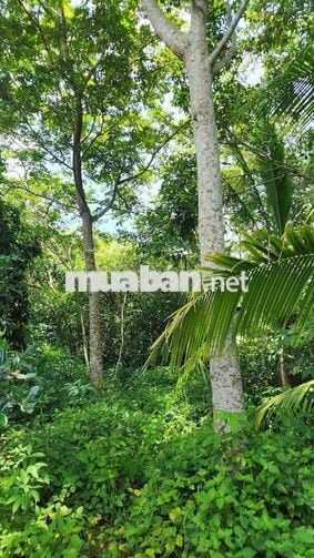 Mảnh vườn trong mơ 2 mặt tiền giáp suối Hố Bò, xã Phú Mỹ Hưng