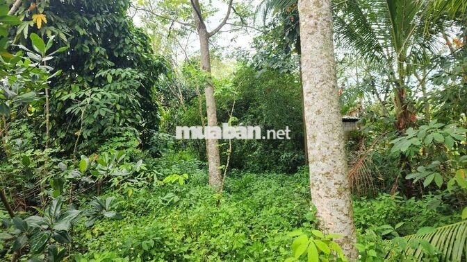 Mảnh vườn trong mơ 2 mặt tiền giáp suối Hố Bò, xã Phú Mỹ Hưng