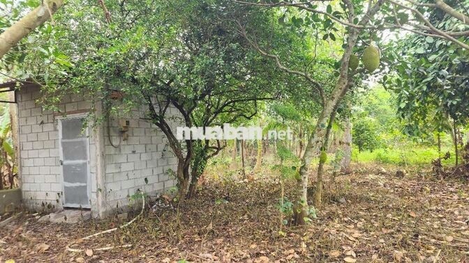 Mảnh vườn trong mơ 2 mặt tiền giáp suối Hố Bò, xã Phú Mỹ Hưng