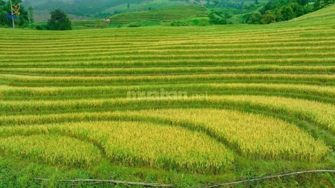  LÔ ĐẤT 615 m2 TẠI Y TÝ  MẶT TIỀN HƠN 19M SẴN SỔ SANG TÊN 