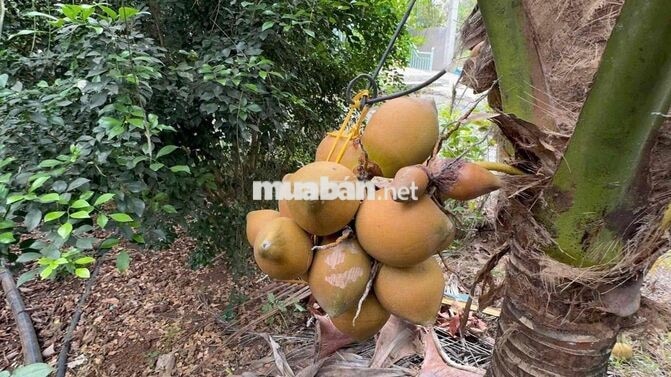 NHÀ VƯỜN 1000m 20m mặt tiền có thổ cư Giá Ngộp