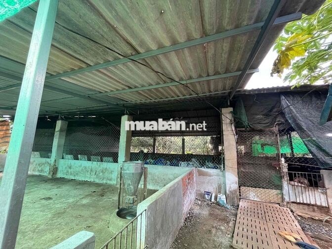 bán 20.000 m2 đất ở Xuyên Mộc, 145m mặt tiền