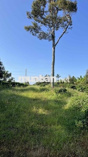 chính chủ bán đất khu vực Bảo Lộc