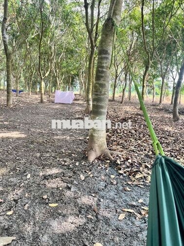 Bán đất vườn chính chủ ở Xuân Lộc Đồng Nai
