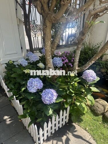 Đất rẻ 5,2t có thương lượng giữa trung tâm hải châu cũ (hoà cường mới)