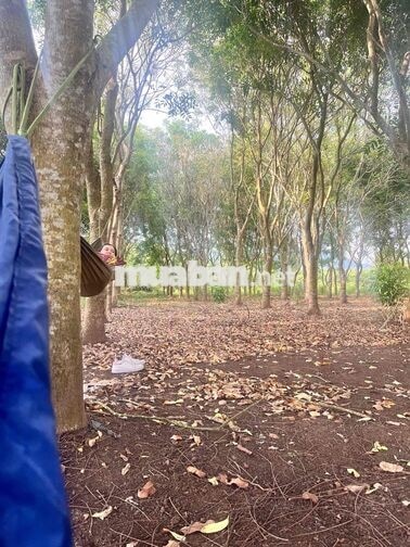 Bán đất vườn chính chủ ở Xuân Lộc Đồng Nai