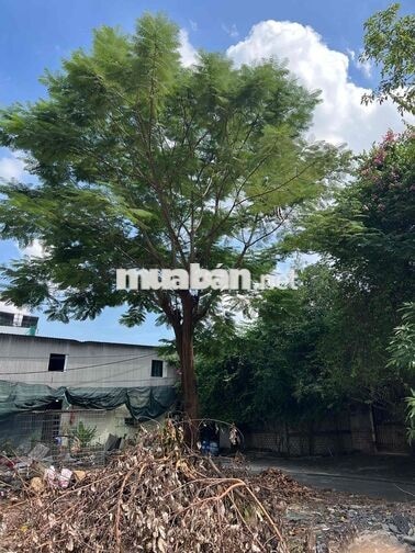 đất xây biệt thự 9x20m gần Chợ Xuân thới thượng