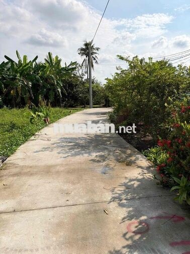 239 Triệu Sổ Riêng 105m2 Thổ Cư đường Bê Tông 3m.  Nhà Dân xung quanh