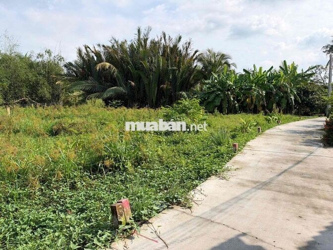 239 Triệu Sổ Riêng 105m2 Thổ Cư đường Bê Tông 3m.  Nhà Dân xung quanh