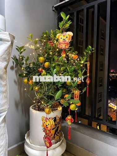 🏡 AN GIA GARDEN – CĂN HỘ 63M² THIẾT KẾ ĐẸP, PHÙ HỢP GIA ĐÌNH TRẺ- 3.95