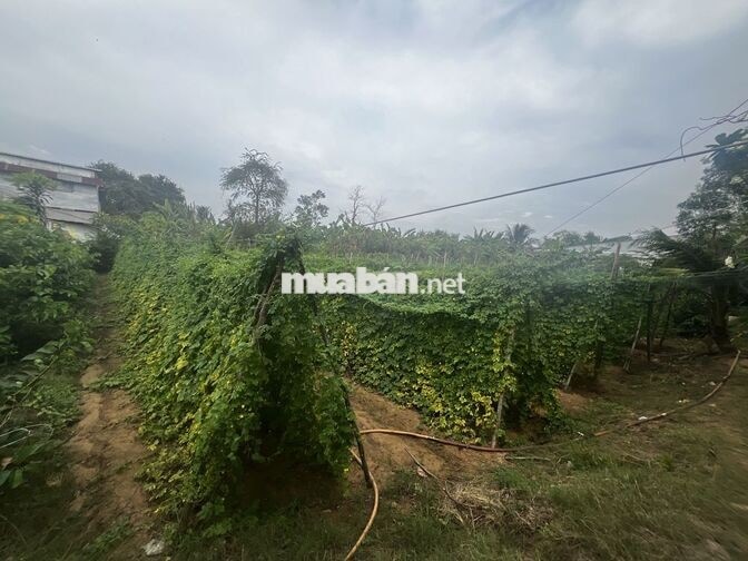 KÈO THƠM ĐẦU TƯ: 491.5m 2- ĐẤT PHÚ HƯNG TP. BẾN TRE -